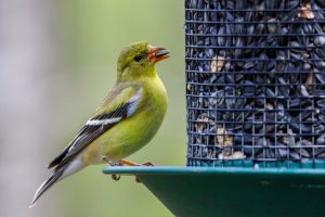 fall feeding tips: green bird on a feeder