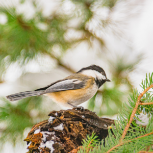 Join the Christmas Bird Count