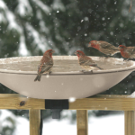 January 2023 Featured Products: Heat Bird Baths