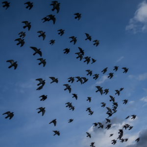 The Evolution of Bird Migration: photo show a group of silhouetted  birds against a blue sky.
