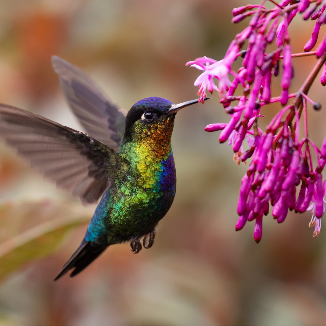 Which Plants Attract Hummingbirds? photo of a beautiful hummingbird next to a flower
