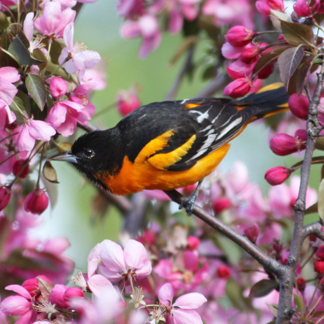 Photo of a bird in a flower tree: Invite Birds to Your Backyard!