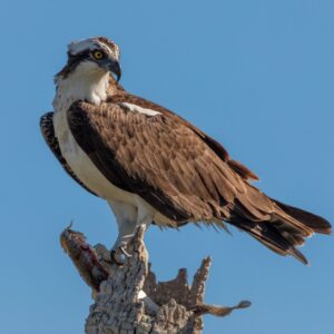 Photo shows an osprey bird perched on a tree