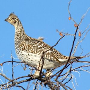 		Sharp-tailed Grouse Restoration in Western Montana
