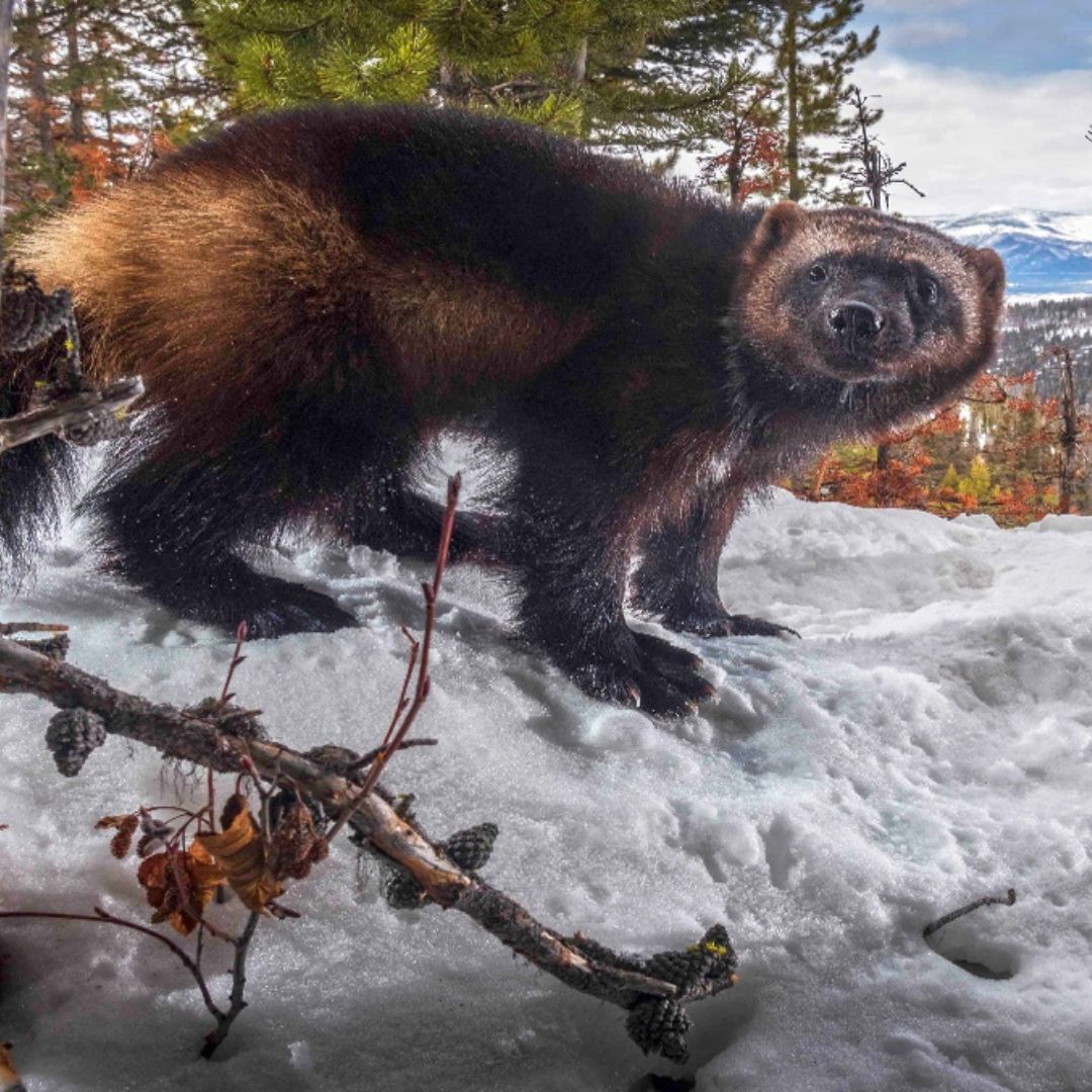 Monitoring Montana’s Wolverines and Lynx: An Update