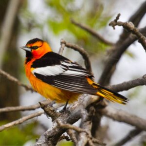 LCAS: Bird Banding at Spring Meadow Lake State Park - Oriole pictured
