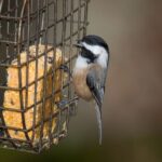 March 2024 Featured Products - homemade suet