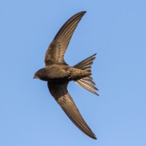 LCAS: Black Swift Surveys Update - photo of black swift flying