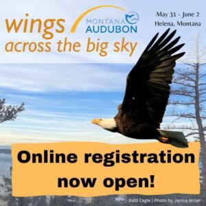 Registration Open for 2024 Wings Across the Big Sky Birding Festival